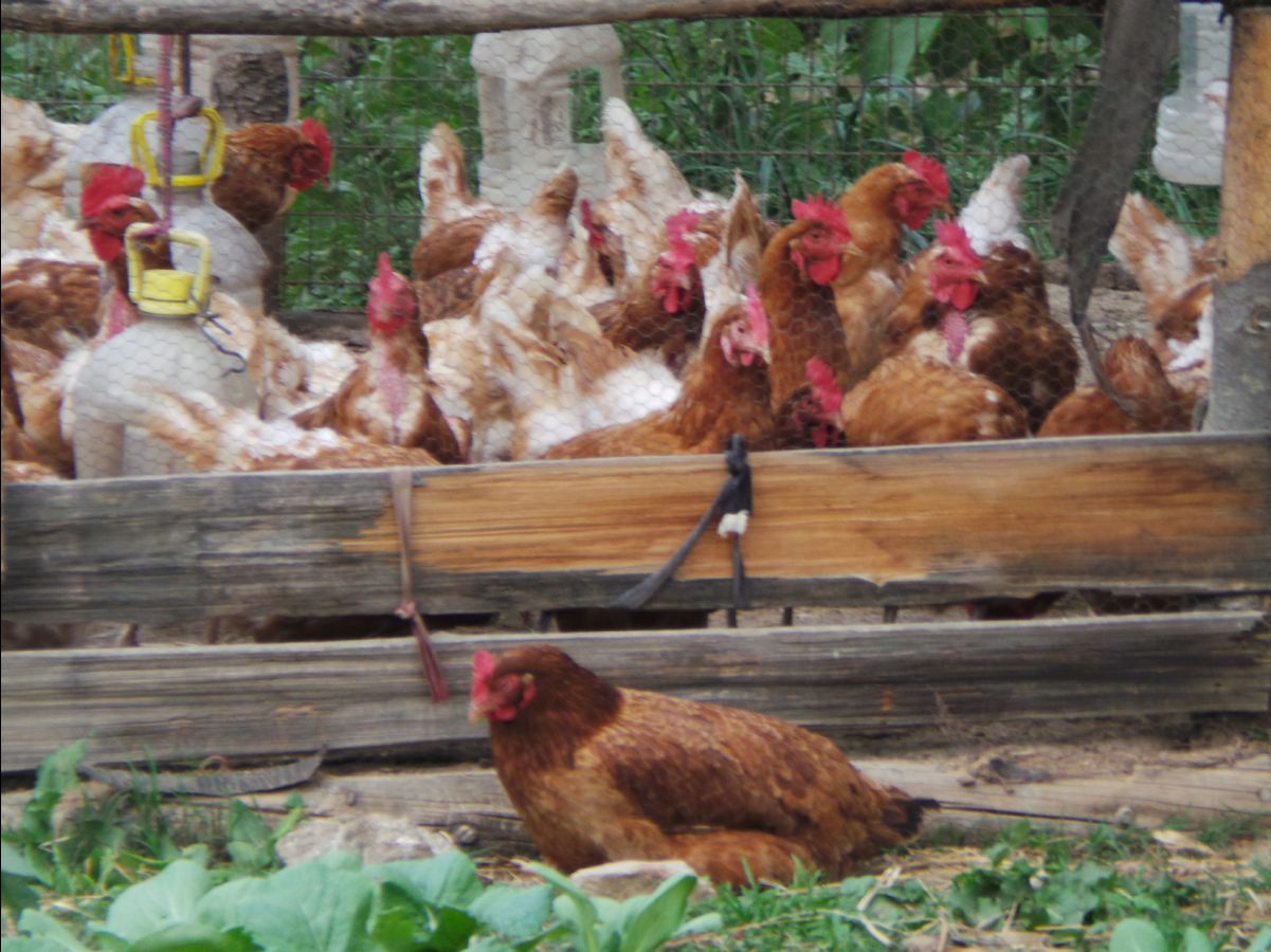 Visiting a local farm family03